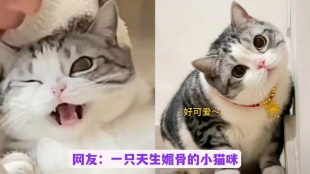 小红子:猫界最温顺可爱的起司猫,天生媚骨,网友:我的梦中情猫