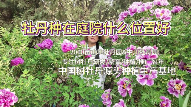 牡丹苗种在庭院什么位置好?花一开,富贵自然来