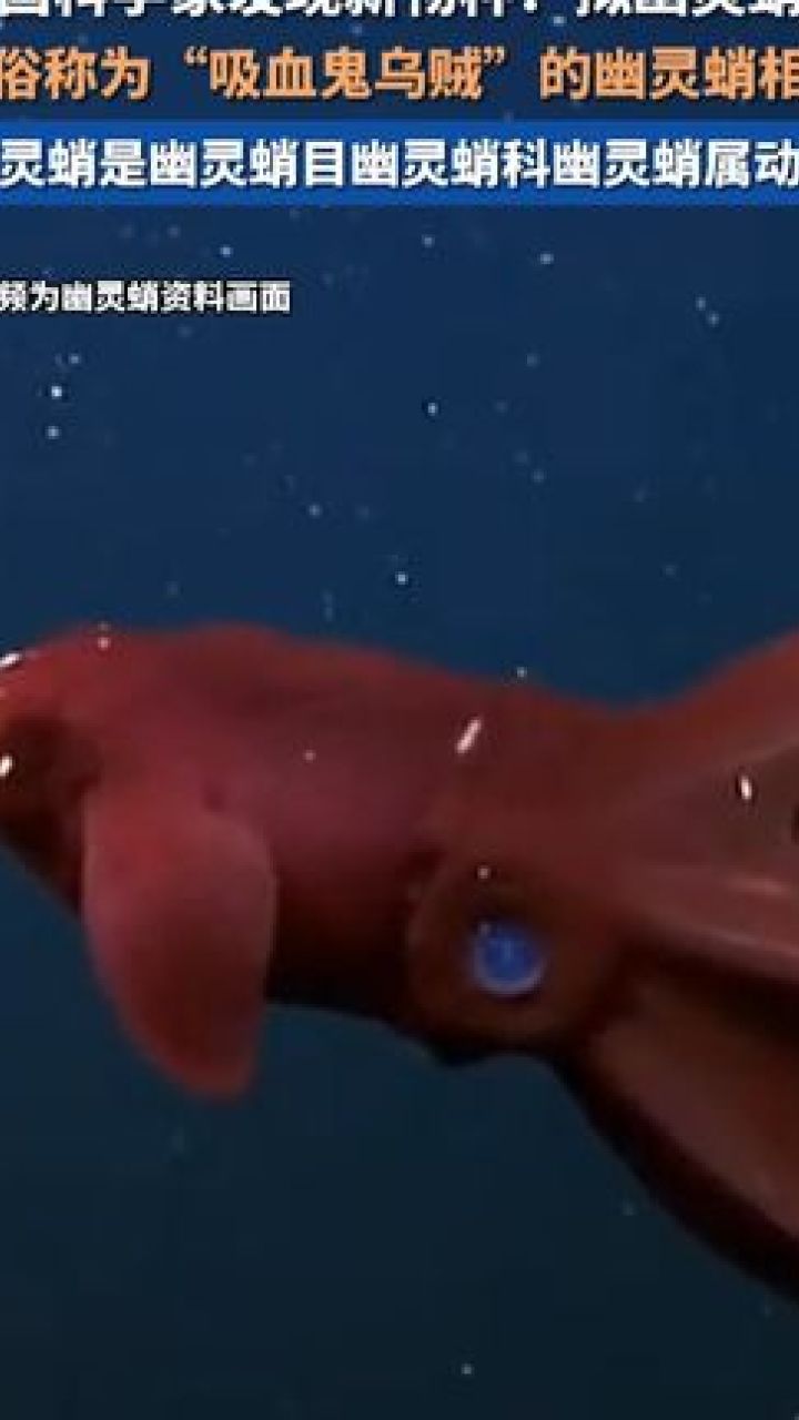 中国科学家在南海发现吸血鬼乌贼相近新物种,拟幽灵蛸!