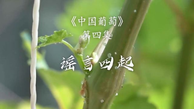 《中国葡萄》纪录片 第四集:谣言四起