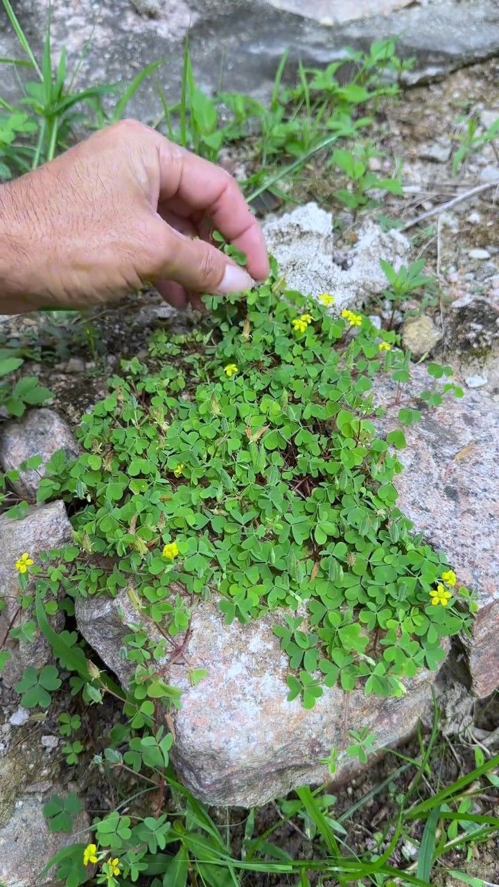 黄花小眼草图片及功效图片