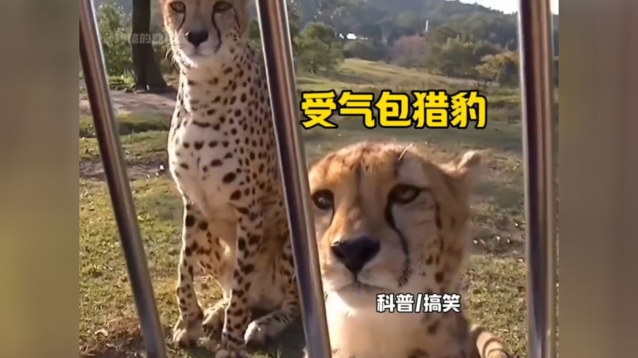受气包 猎豹