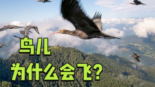 为什么鸟能在天空中飞行，人类却做不到，它飞行的秘密是什么？_高清1080P在线观看平台_腾讯视频