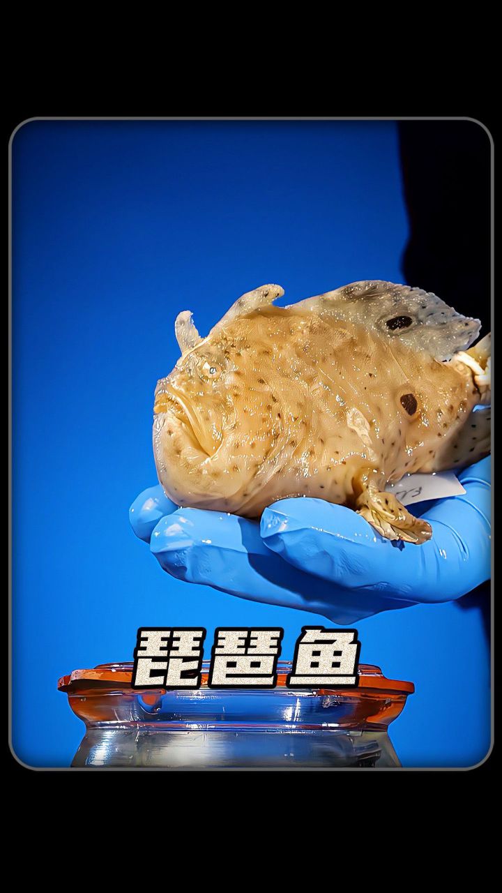 饥饿的鲨琵琶鱼,进化,大尾_大山谷图库