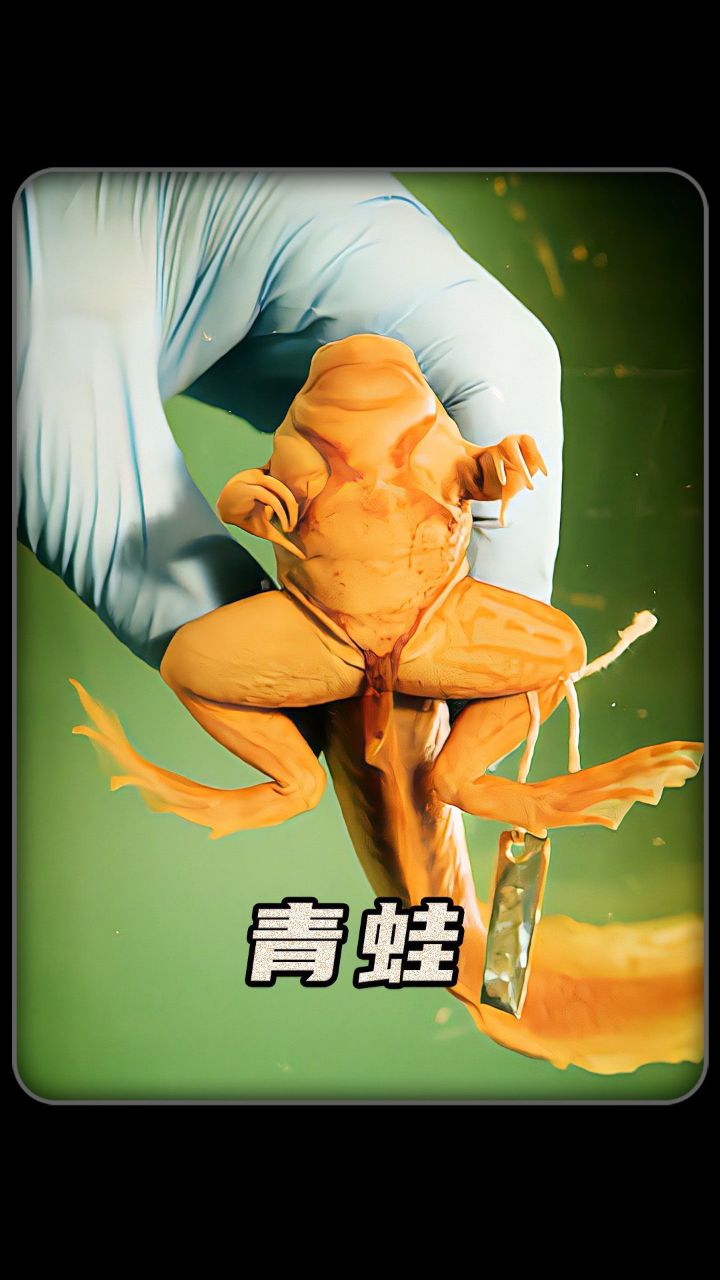 长着大尾巴的青蛙