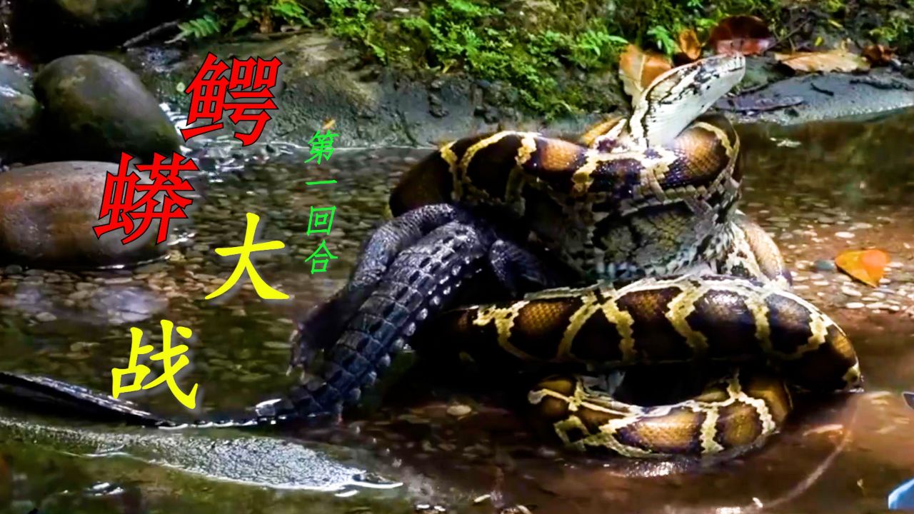胆小慎入!超级巨蟒与鳄鱼捉对厮杀(第一回合)