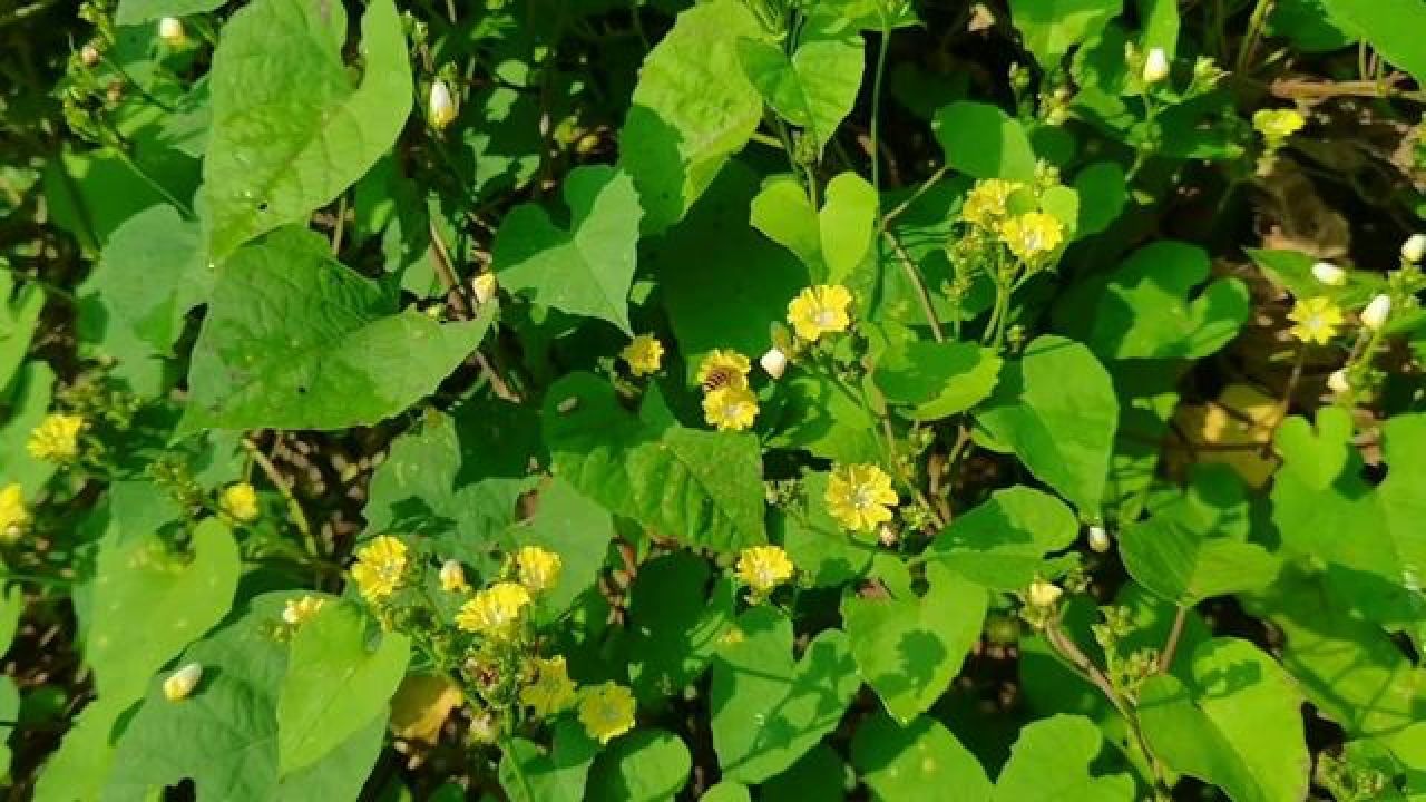 广东常见藤本蜜源植物,你有见过吗?