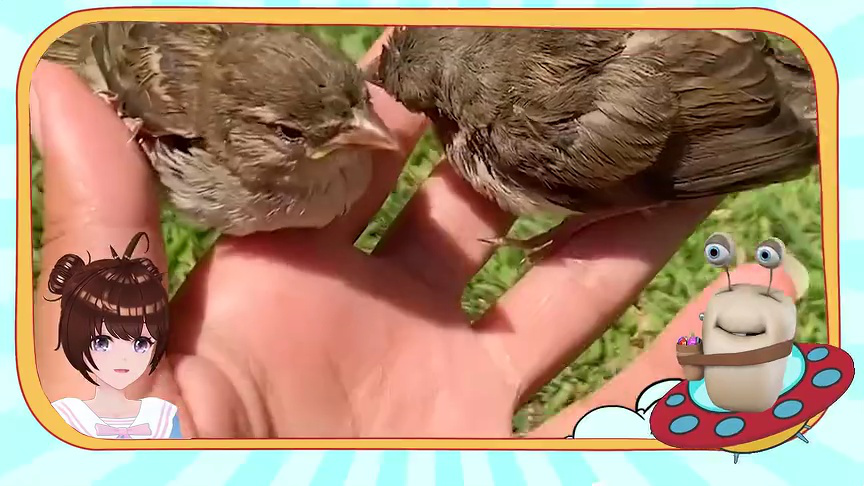 白白侠的动物朋友 320集