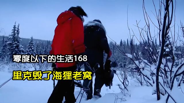 熊孩子在海狸家搞破坏,最后海狸触碰陷阱|零度以下的生活168