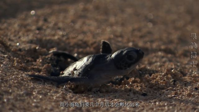 海龟宝宝一生都见不到它们的妈妈