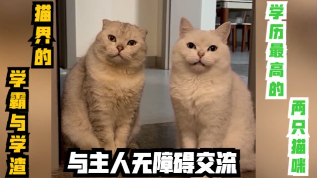 全网学历最高的两只猫咪,与主人无障碍交流,猫界的学霸与学渣!