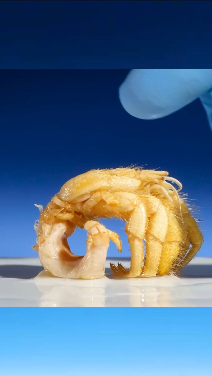 寄居蟹如何解决住房问题?