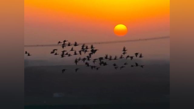 绝美日落 山东泰安月亮湾夕阳中群雁飞舞