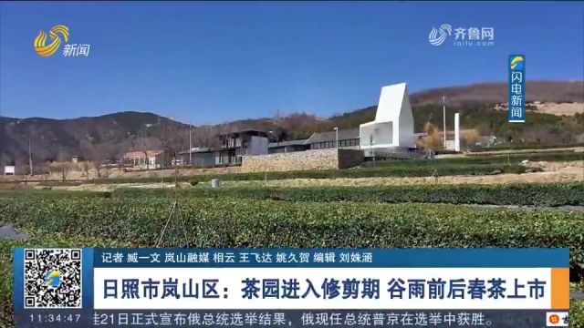 日照市岚山区:气温不断回升,茶园进入修剪期,谷雨前后春茶上市