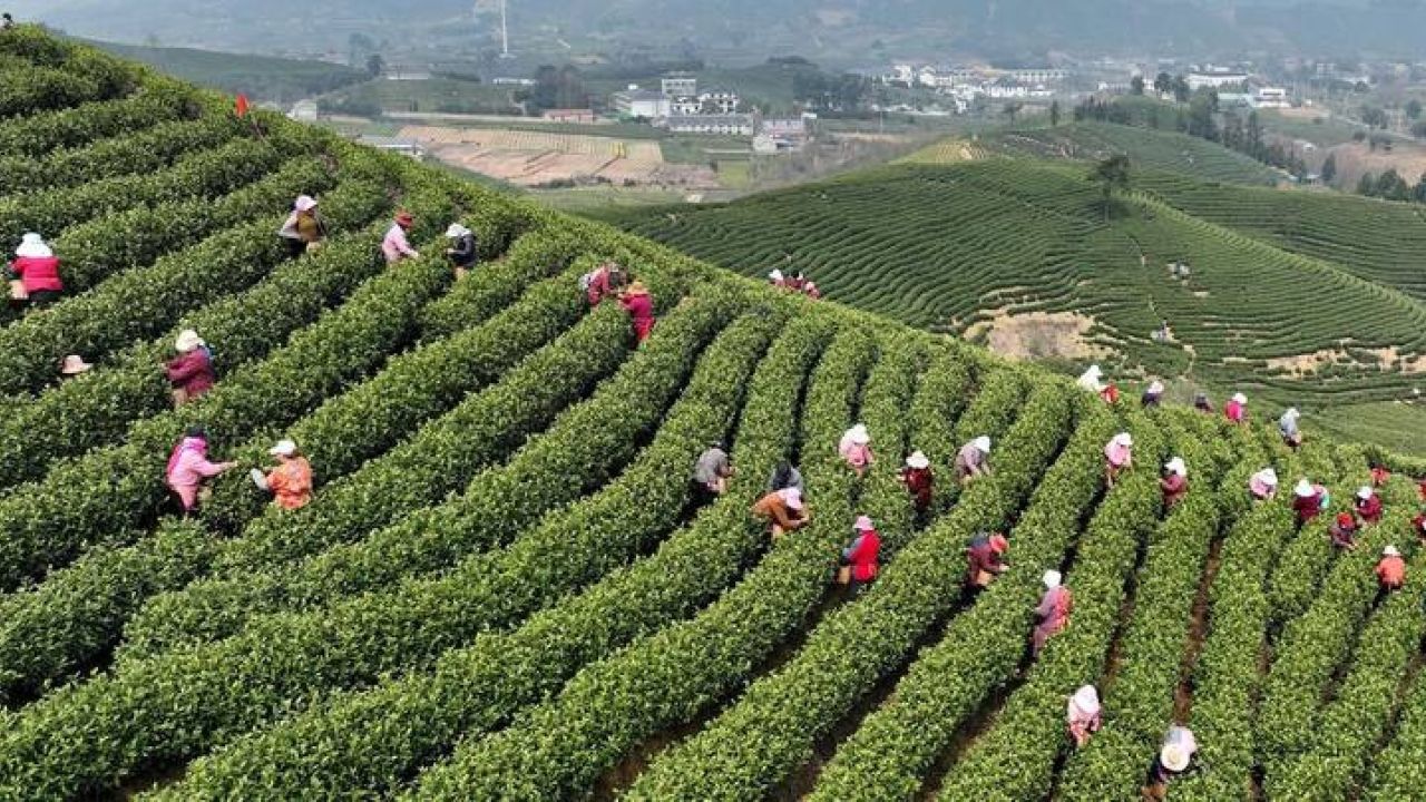 春归茶园!安吉白茶正式开采
