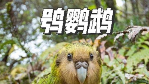 鸟中傻狍子,鸮鹦鹉!差点把自己傻灭绝#全能创作人招募计划_高清1080P在线观看平台_腾讯视频