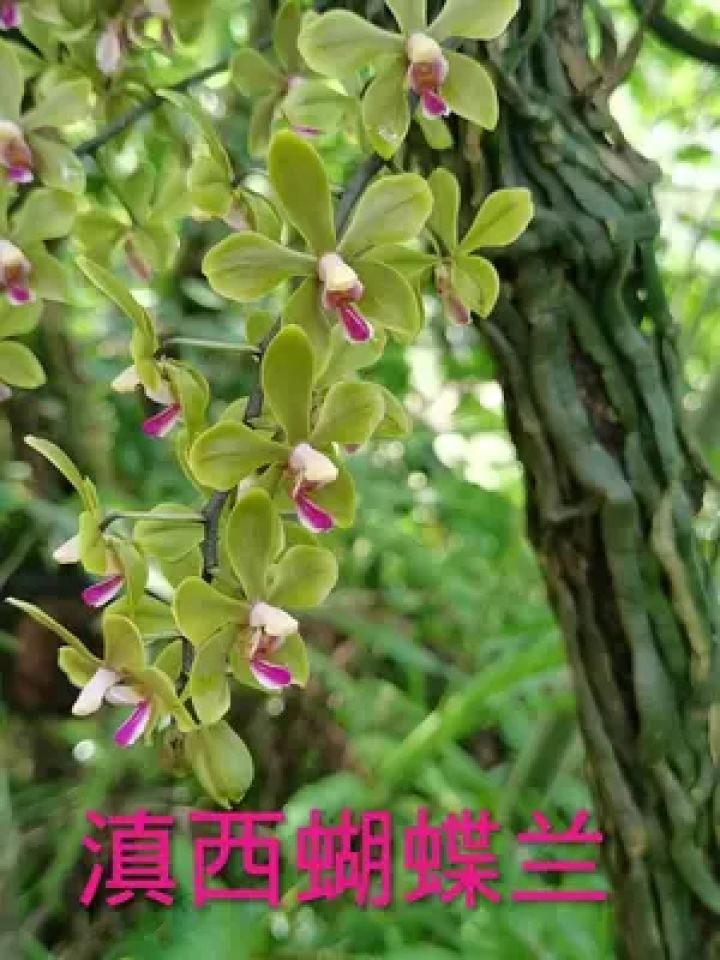 360度无死角欣赏，中国最稀有的滇西蝴蝶兰#蝴蝶兰#滇西蝴蝶兰#蝴蝶兰花#原生蝴蝶兰_高清