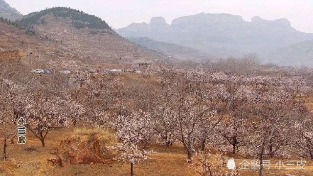 济南张夏杏花节有特色!万亩杏花30里场面壮观!带您来看看