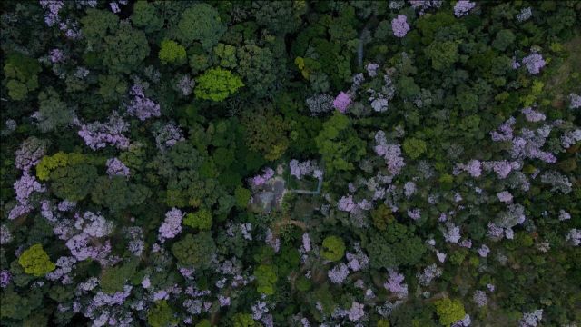 美丽广东发现之旅:走进深圳梧桐山杜鹃谷