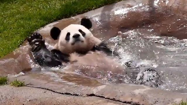 大熊猫走到水中泡澡,下一秒向游客秀起了仰泳,真是个全能国宝!