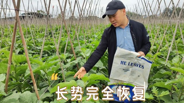 微生物菌剂青茄子前期根系不好,用沃叶微生物菌剂每亩地一包,长势恢复,生长点旺盛,防死苗、提苗效果好,后期茄子的亮度和品质好,云南李总茄子...