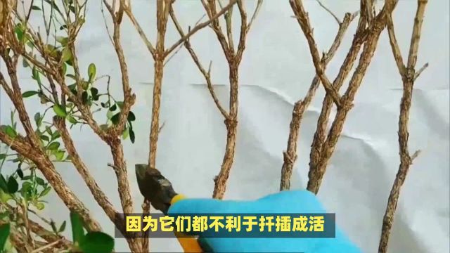 桂花树扦插:如何将一段树枝变成繁茂的绿植