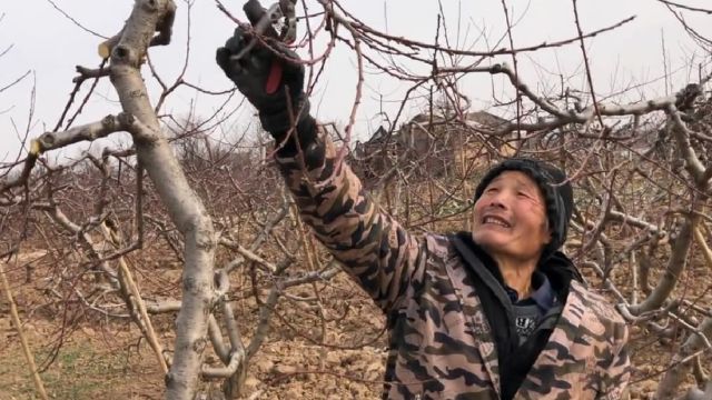 哥哥家的桃树年年丰产,只因为树型好修剪技术过硬,来欣赏学习下