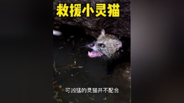 灵猫被困深井,被好心人救助