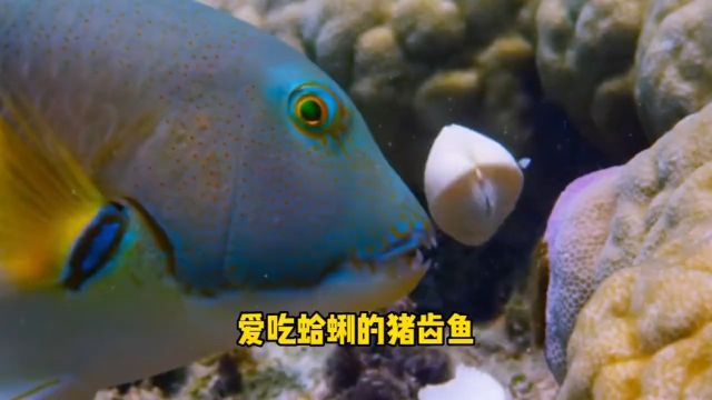 爱吃蛤蜊的鱼之《猪齿鱼》#动物世界#海洋生物#神奇的动物在#猪齿鱼#动物世界精彩瞬间