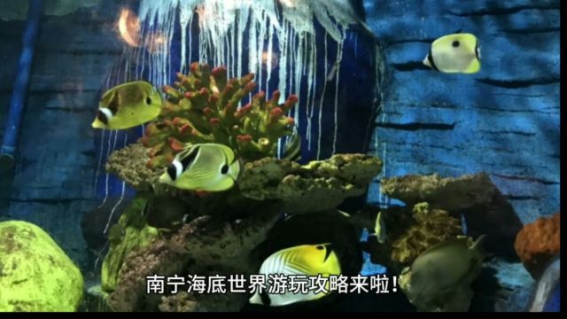 南宁海底世界游玩攻略