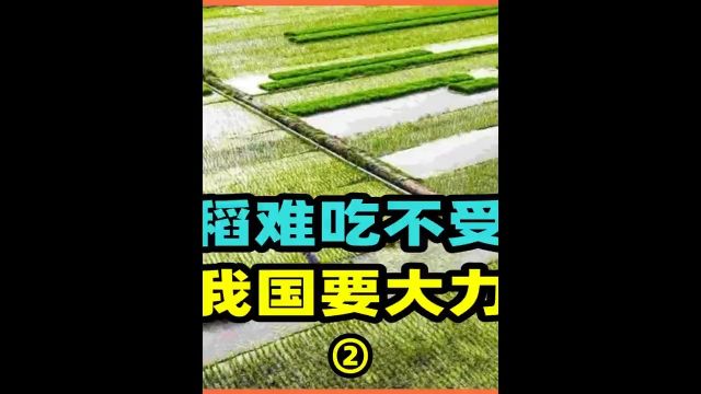 海水稻难吃不受欢迎,为何我国要大力发展?海水灌溉能行吗2