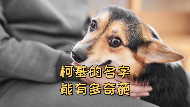 柯基的名字能有多奇葩?无奇不有!