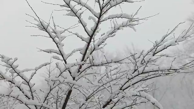 东营市利津县:瑞雪兆丰年 雪凇美如画