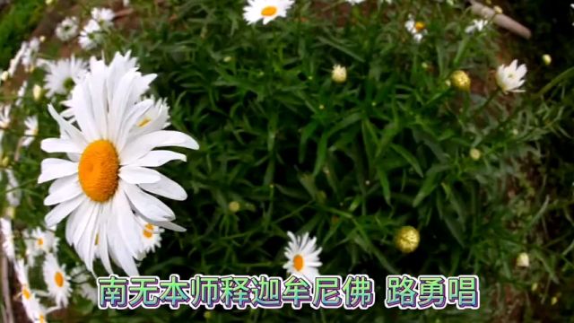 南无本师释迦牟尼佛(路勇唱)