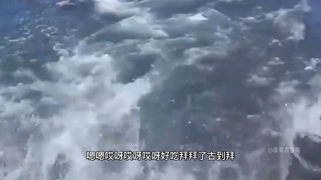 四川话搞笑配音:海狮上船蹭鱼吃,这表情,太逗了,太可爱了!