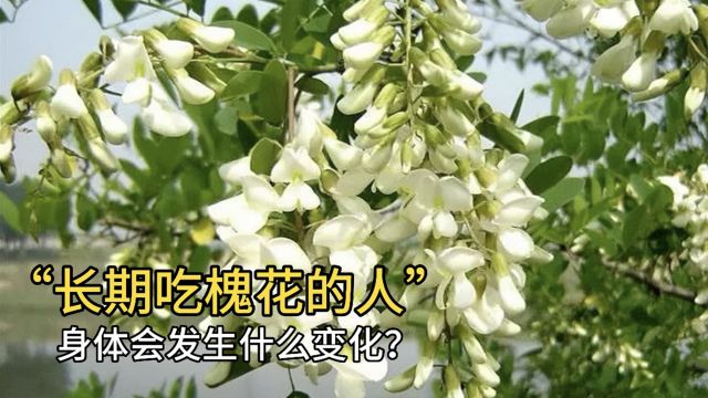 长期吃槐花的人,身体会发生什么变化?医生终于道出真相!