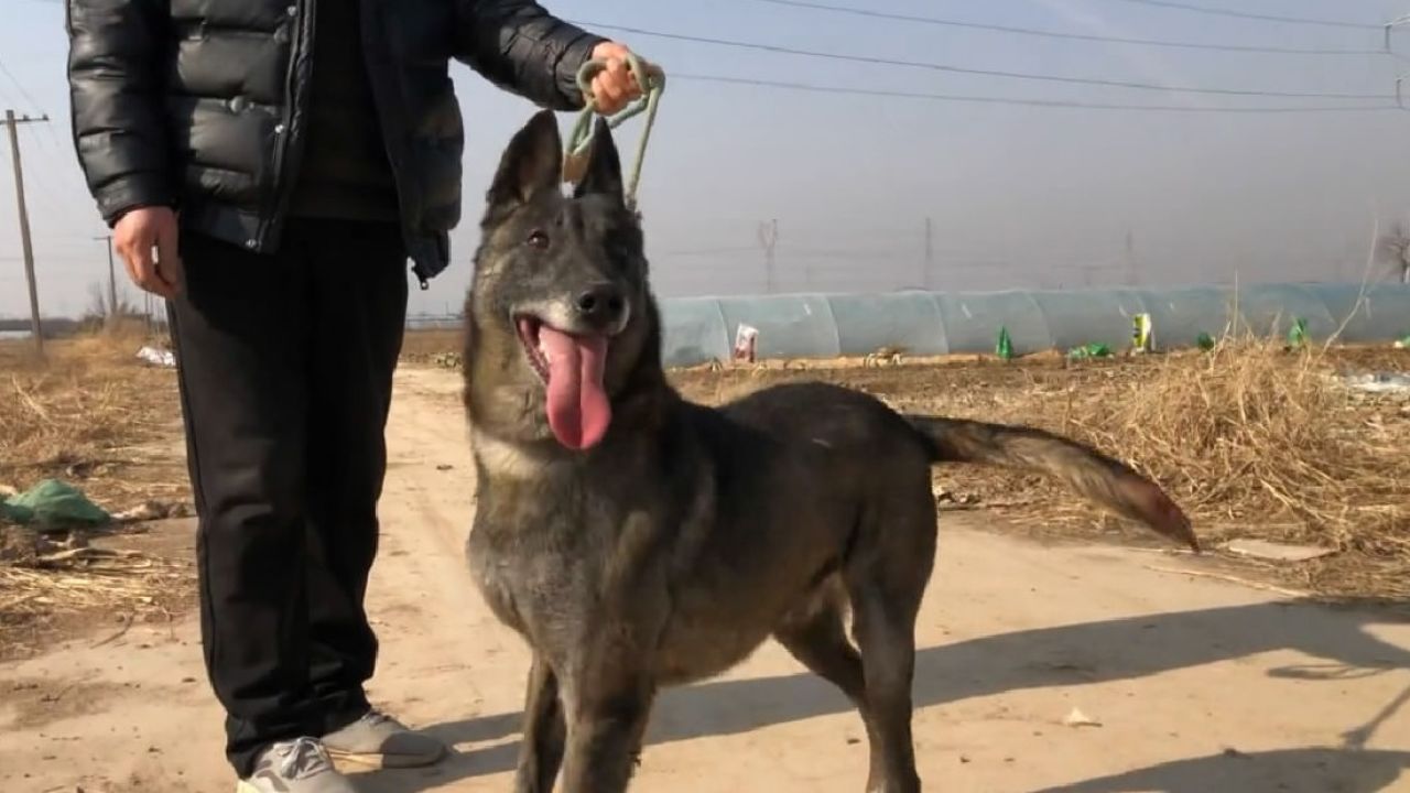 老血马犬的天花板,长相性格动力超级棒,来欣赏品评下