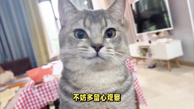 猫咪的胡须:微不足道的小东西,竟有这样的神奇功能!