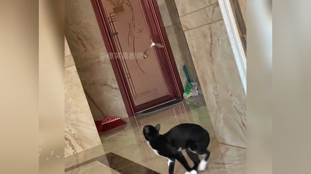 盘点神经兮兮的奶牛猫,黑白配果然没错!#奶牛猫就是神经猫