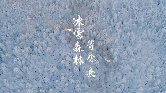 飞阅伊春 冰雪森林等你来#冰雪美景