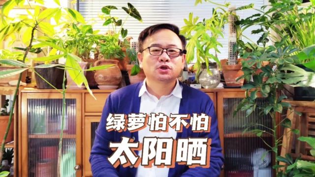 绿萝怕不怕太阳晒?听听老刘怎么说