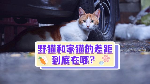 野猫vs家猫到底差距在哪儿?