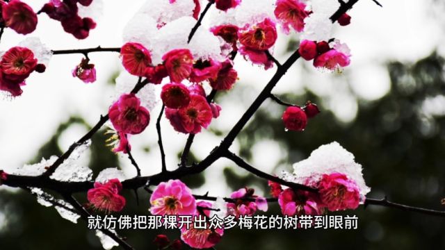 诗词鉴赏之《早梅》:好美丽的梅花,好惬意的景色