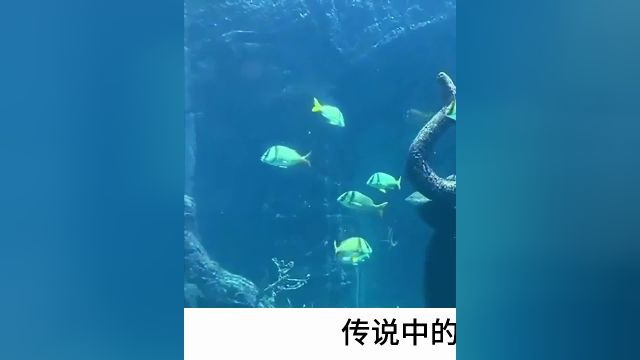 揭秘亚特兰蒂斯:海底金字塔的传说与真相