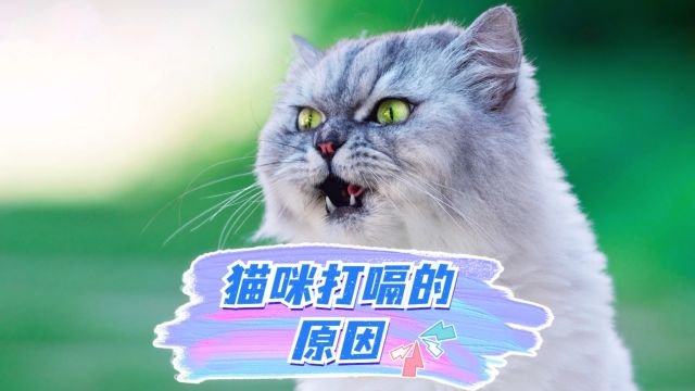 家里的猫咪经常打嗝,可能是以下原因!