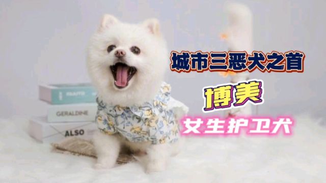 城市三恶犬之首博美,适合女生的护卫犬