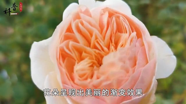 世界上最贵的6种花,一株高达2700万,看看你见过吗? 1