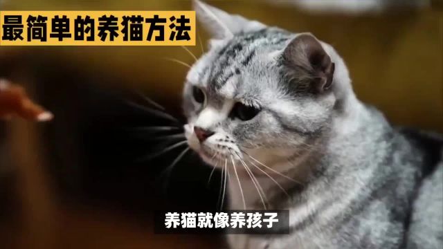 养猫十句顺口溜,字字珠玑,让你秒懂养猫的真谛!