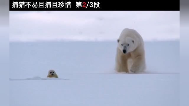 1161北极熊饿如丧家犬,被迫爬悬崖掏鸟蛋纪录片动物