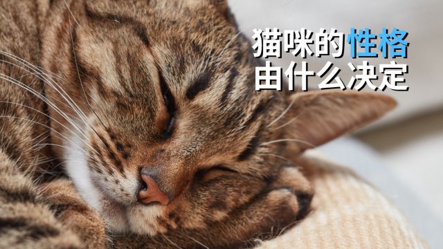 猫咪的性格由什么决定